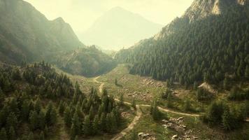 vista de pájaro de la carretera que atraviesa hermosos bosques de pinos verdes foto