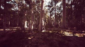 Scale of the giant sequoias of Sequoia National Park photo