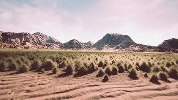 Flat desert with bush and grass photo