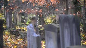 un antiguo cementerio judío en wroclaw, polonia - breslau - losas de tumbas y criptas están cubiertas de hiedra video