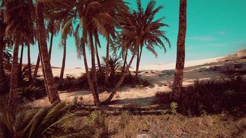 Oasis at the moroccan desert dunes photo