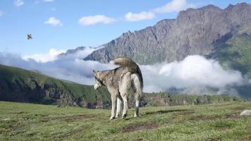 An old Dog walking on a Mountain Meadow alone - Kaukaz, Georgia Nature video