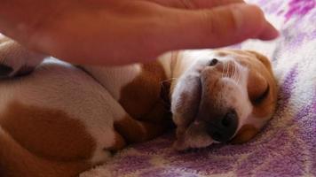 Man pets touching with Hand a little Puppy Beagle Dog sleeps on a Bed video
