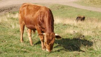 vaches et taureaux paissent dans les montagnes vertes du caucase, géorgie video