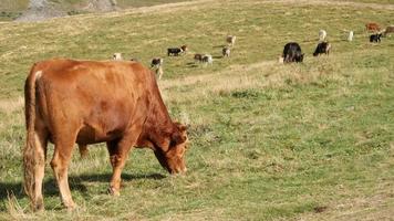 vaches et taureaux paissent dans les montagnes verdoyantes du caucase, géorgie video