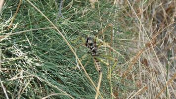 Locust sits in the grass of Desert Udabno in Georgia video