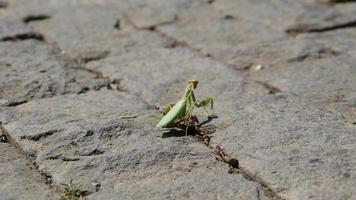 A green Locust Insect crawls on the Country Farm Sidewalk with a wounded Paw