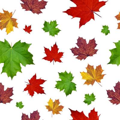 Colorful maple leaf seamless pattern on white background