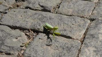 un insetto di locusta verde striscia sul marciapiede della fattoria di campagna con una zampa ferita video