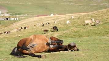 Caballos bajo puestos de silla de montar en las montañas del Cáucaso, Georgia video