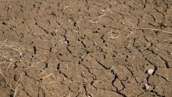Dry cracked Soil Ground in a Field without Rain and Water - Drought video