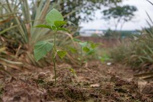 plantas de chile de enfoque selectivo que crecen en suelo fértil foto