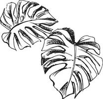 Vector sketch black and white monstera leaves, based on hand-drawn sketches