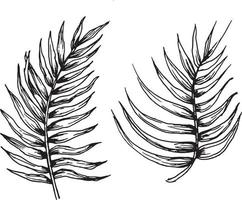 Vector black and white palm leaves, based on hand-drawn sketches