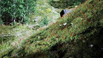 vacker utsikt över idylliska alpina bergslandskap med blommande ängar video