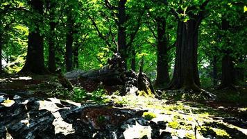 paisaje de bosque verde con el sol lanzando hermosos rayos a través del follaje video