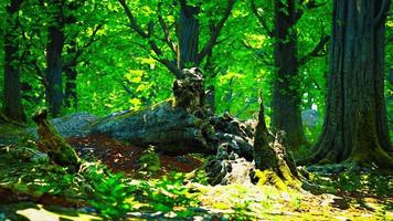 Trunk and stone covered with a green moss video