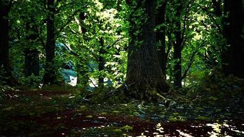 paisaje de bosque verde con el sol lanzando hermosos rayos a través del follaje video