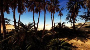 plantation de palmiers dattiers destinés à la production d'aliments sains video