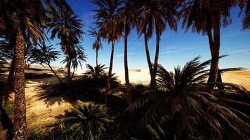 Palm Trees in the Sahara Desert video