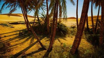 palmeras de oasis en el paisaje del desierto