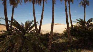plantación de palmeras datileras destinadas a la producción de alimentos saludables