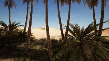 Palm trees of oasis in desert landscape video