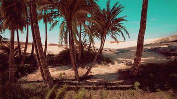 Plantation of date palms intended for healthy food production video