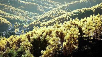 schöner orangefarbener und roter Herbstwald video