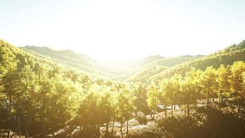 Aerial drone view of a mountain forest with colorful autumn trees video