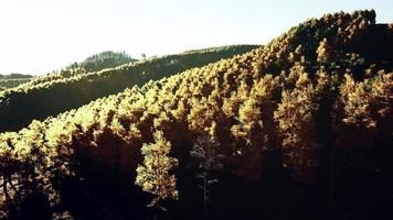 Aerial drone view of a mountain forest with colorful autumn trees video