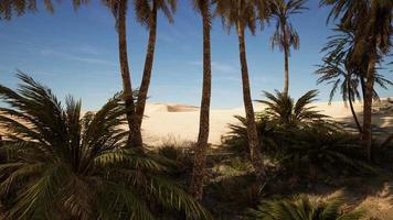 Oasis at the moroccan desert dunes video