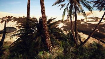 oasis en las dunas del desierto marroquí video