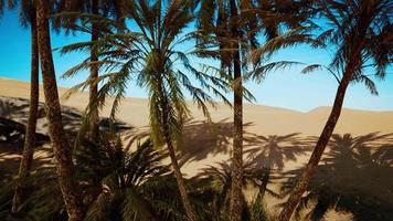 Oasis at the moroccan desert dunes video