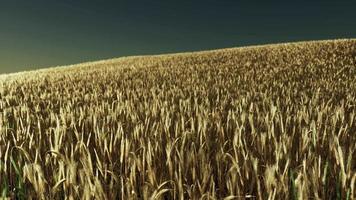 campo de trigo dourado ao pôr do sol video