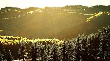 hermosa vista de la puesta de sol en el bosque de cedros frente a la cordillera de sayan video