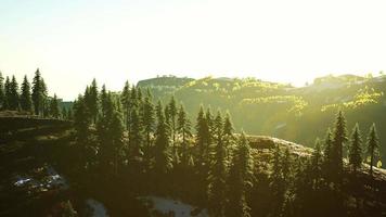 Beautiful sunset view in cedar forest in front of sayan mountain range video