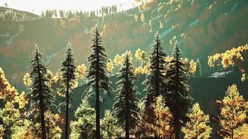 valle de montaña con bosque de pinos contra las crestas distantes video