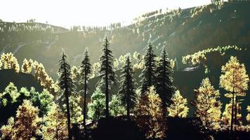 belle vue sur le coucher de soleil dans la forêt de cèdres devant la chaîne de montagnes de sayan video