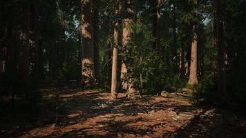 árbol secoya en el parque nacional de yosemite video