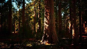 árbol secoya en el parque nacional de yosemite video