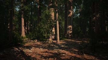 Giant sequoia trees towering above the ground in Sequoia National Park video