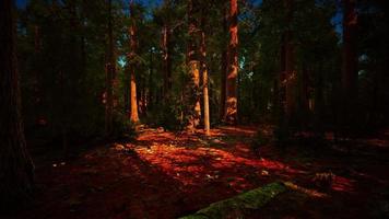 Giant sequoia trees towering above the ground in Sequoia National Park video