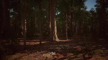 Giant sequoia trees towering above the ground in Sequoia National Park video