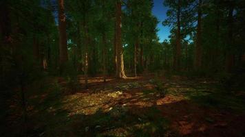 Giant sequoia trees towering above the ground in Sequoia National Park video