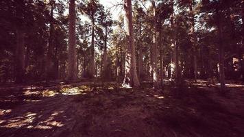 sequoia no parque nacional de yosemite video