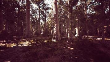 sequoias gigantes ou sequoias sierra crescendo na floresta video