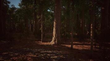 gigantische sequoia's of sierransequoia's die in het bos groeien video