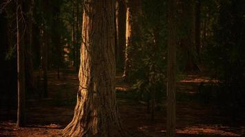 sequoias gigantes ou sequoias sierra crescendo na floresta video