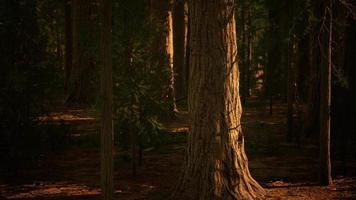 skalan av de gigantiska sequoiaerna i nationalparken Sequoia video